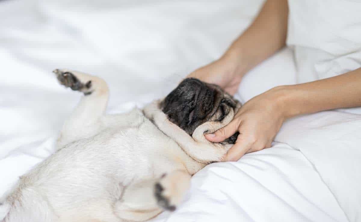 Dornova metoda Veterinarna ambulancia Košice